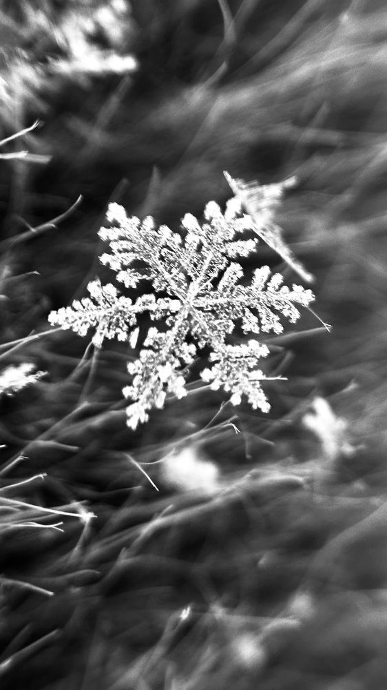 Photograph by Юлия Зель-Жилинская