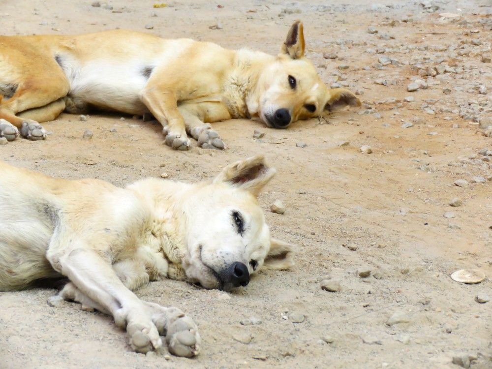 Stray dogs idling and watching