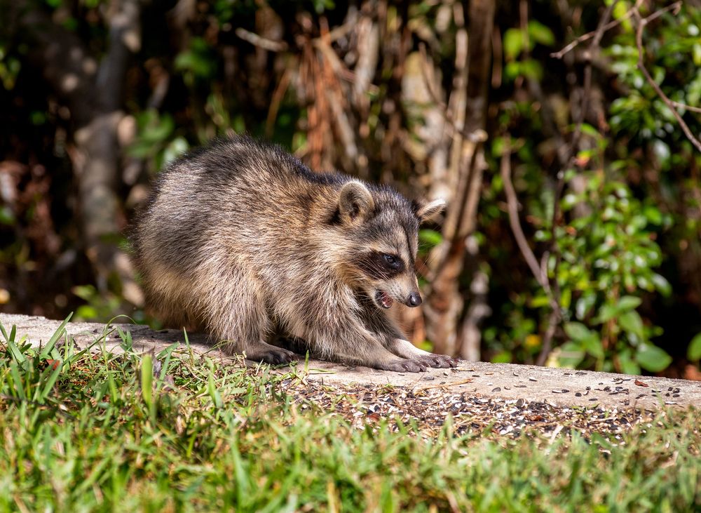 Фотография автора Anton Vorgin