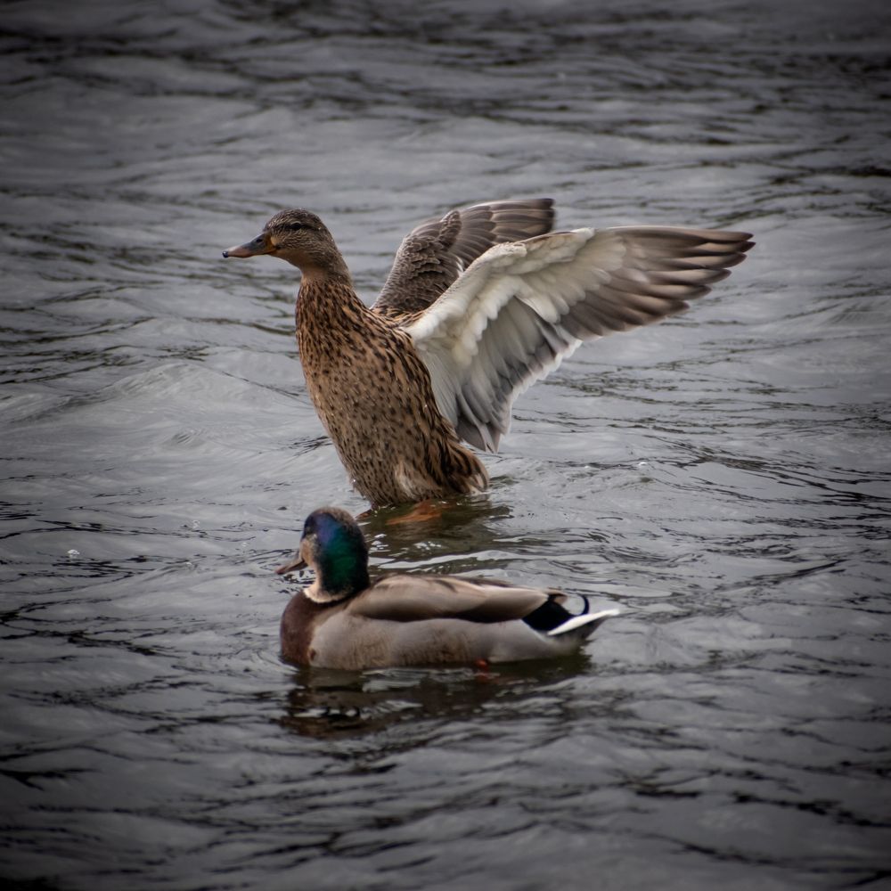 Photograph by Ђорђевић Милан