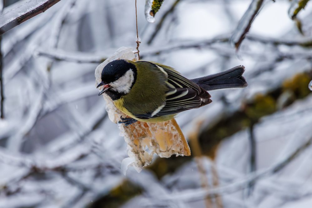 Большая синица