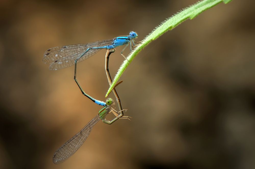 Mating Dragonflies.