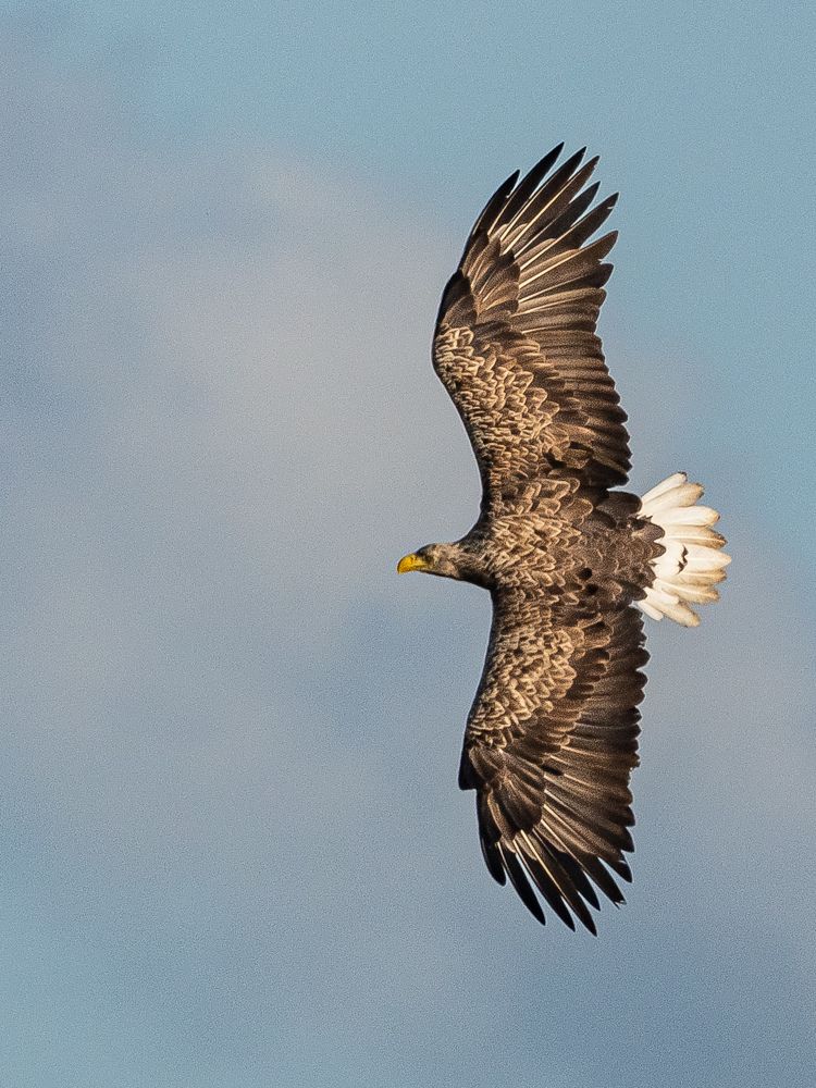Фотография автора Инна Субботина