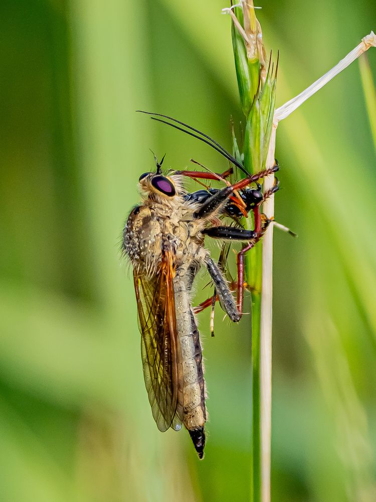 Фотография автора Инна Субботина