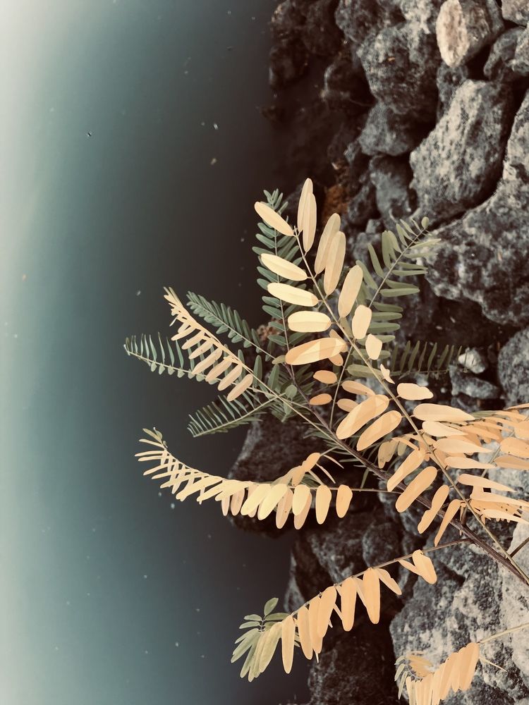 Photograph by Мадина Криштопа