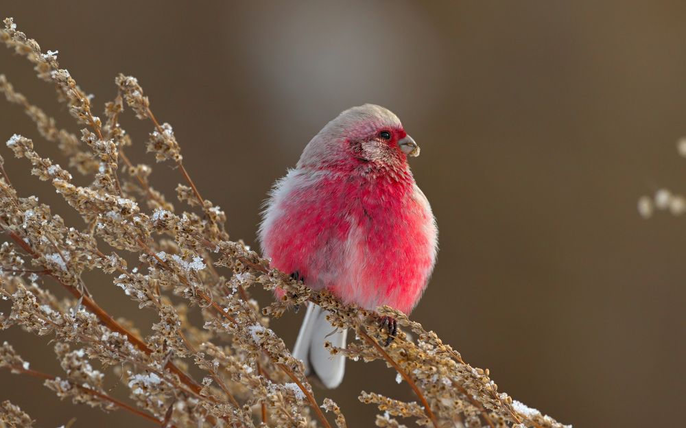 Зимний урагус