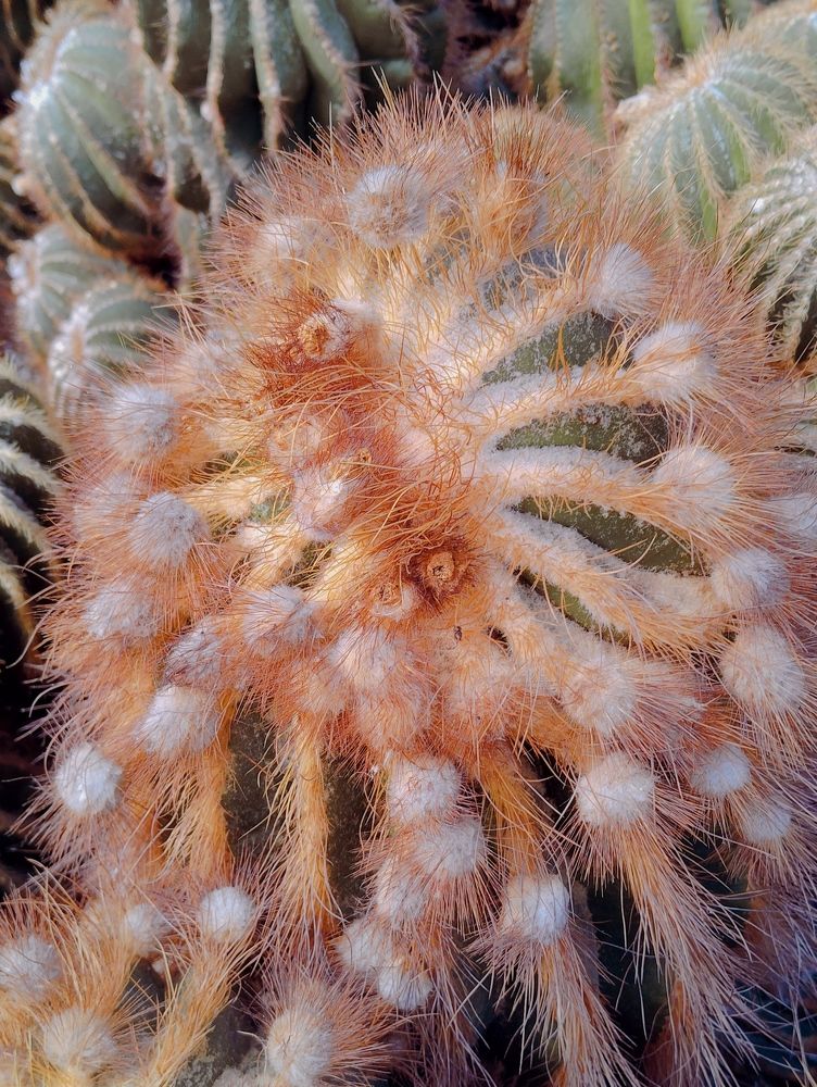Rare cactus