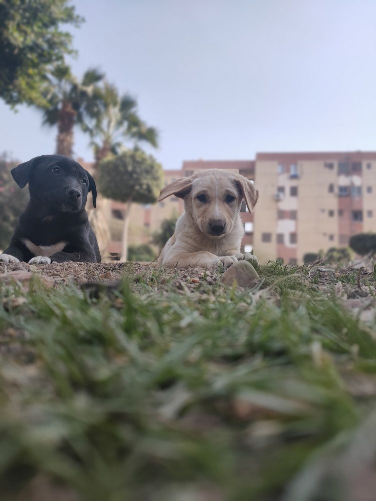 Photograph by OMAR Mourtagy Helal