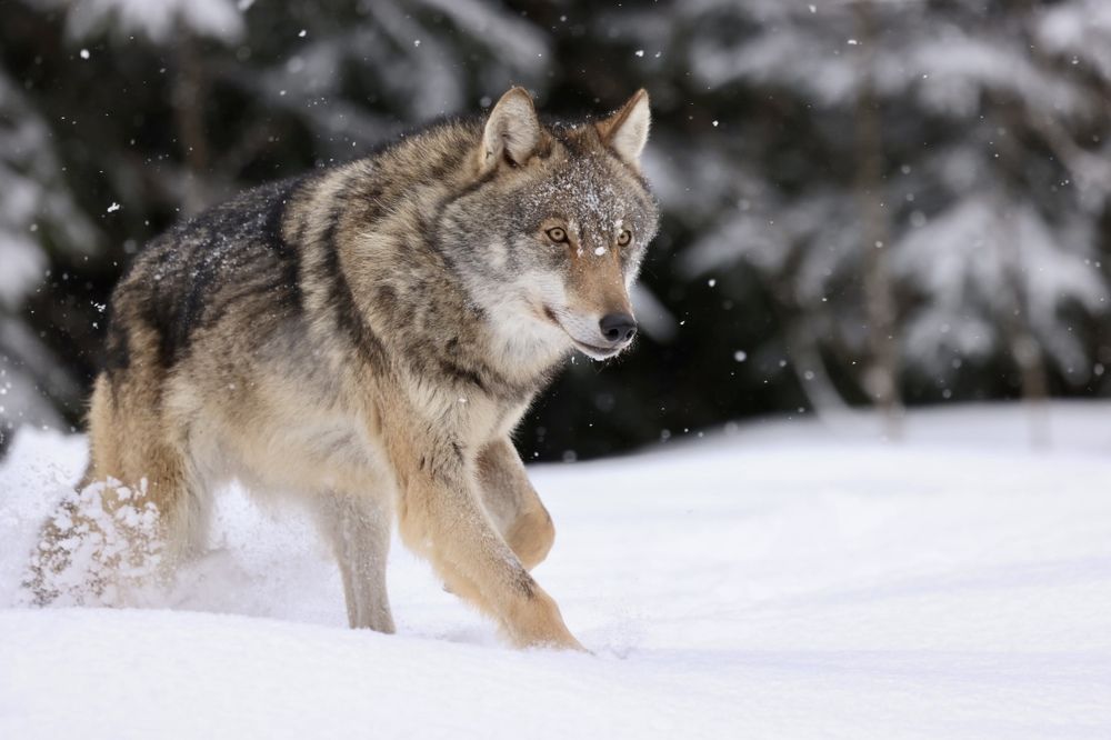 Photograph by Ольга Одаренко