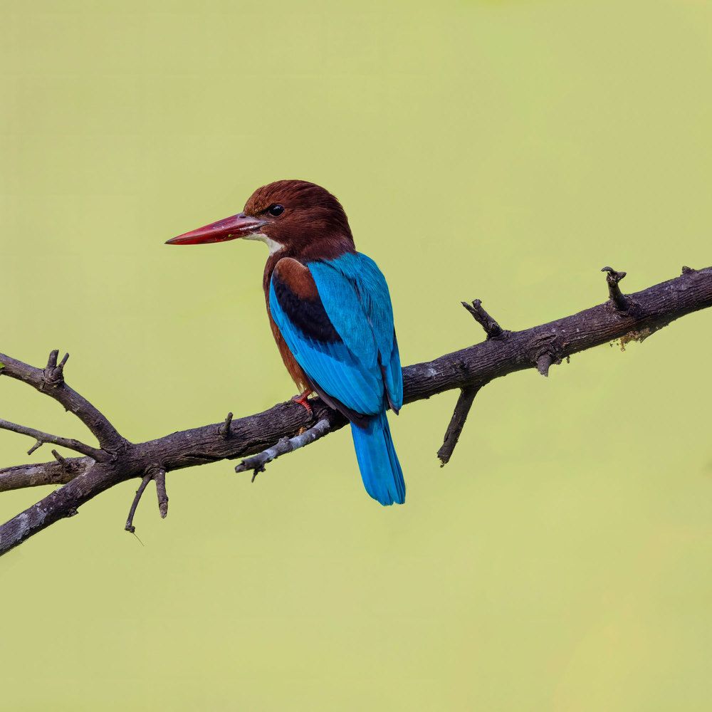 Photograph by Sekhar Kiran Krishanan