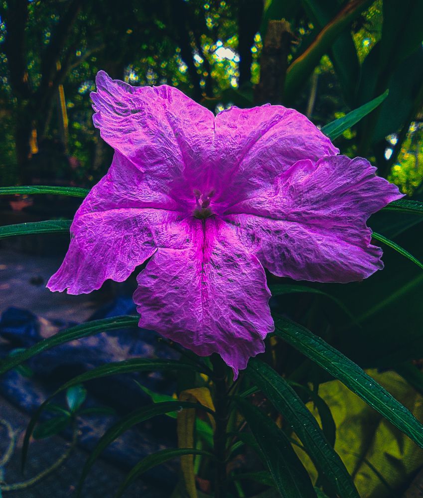 Фотография автора Anwesha Singha