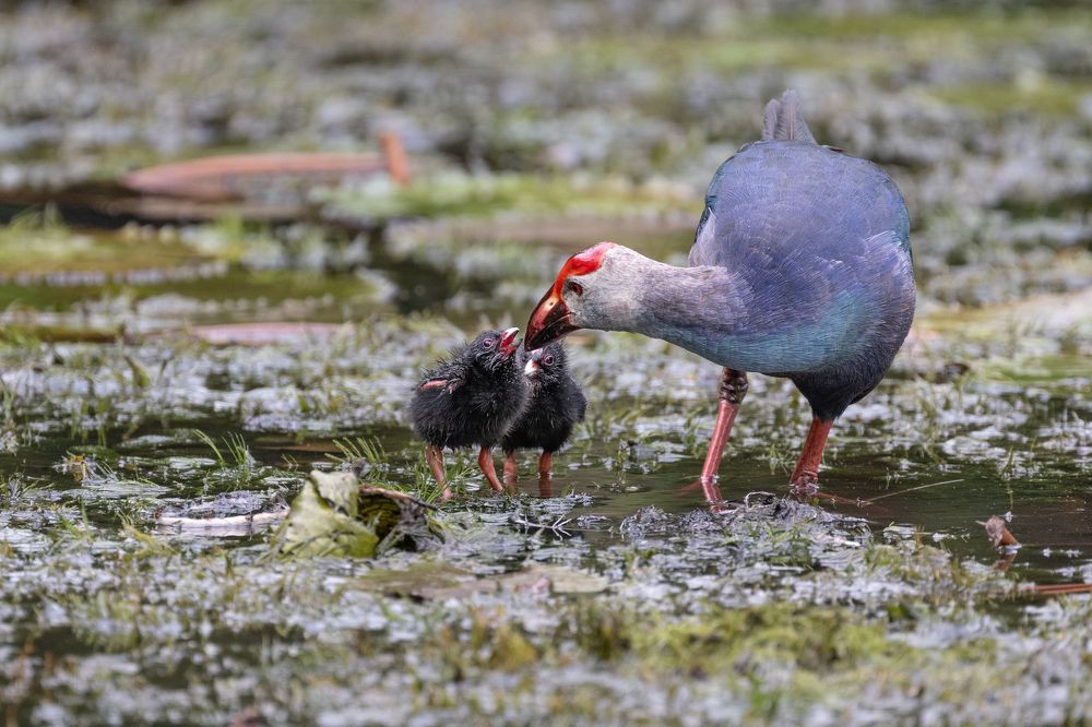 Photograph by Indika Prasad