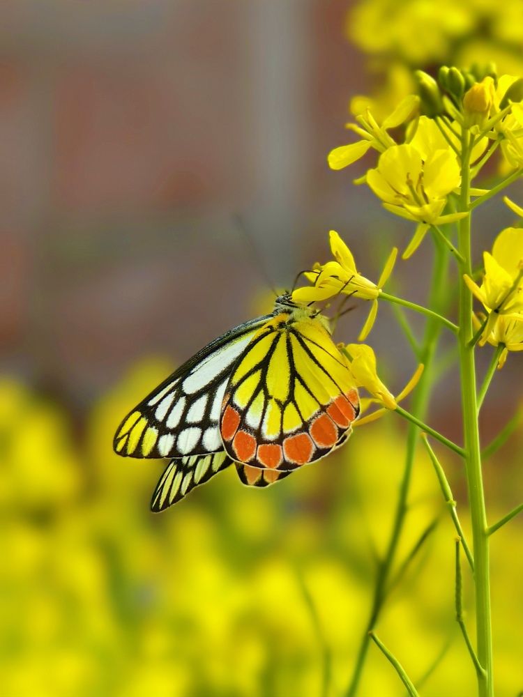 Bees on mustard flower