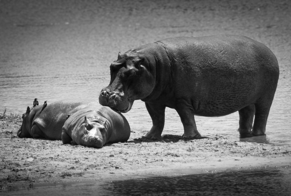 Photograph by Sasha Elske