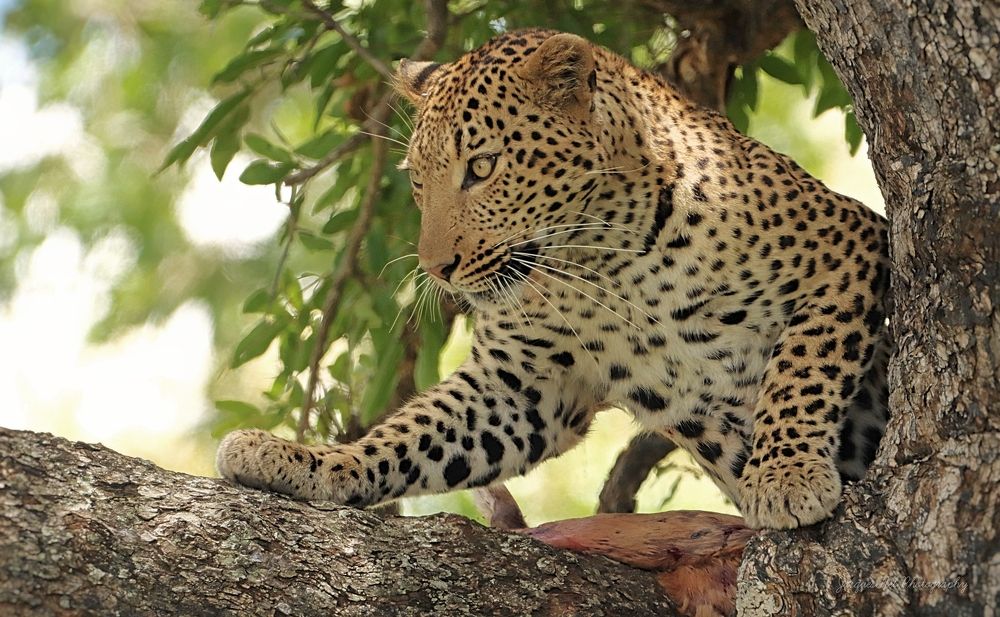 Photograph by Jacques Nel