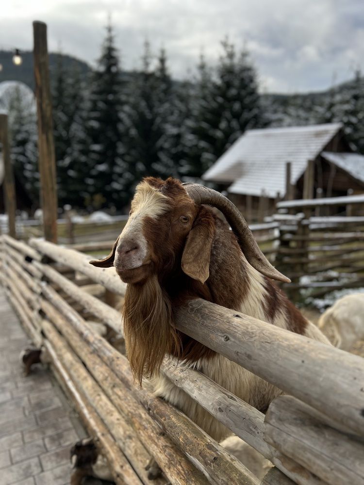 Photograph by Ольга Скиба