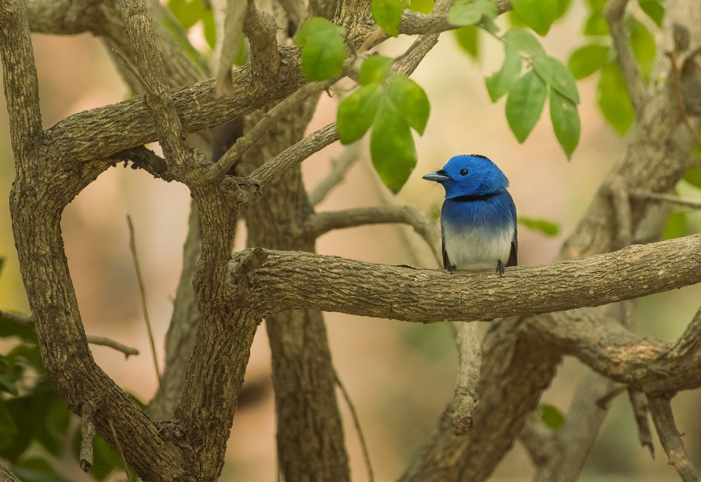 Photograph by Abhijit - khatua