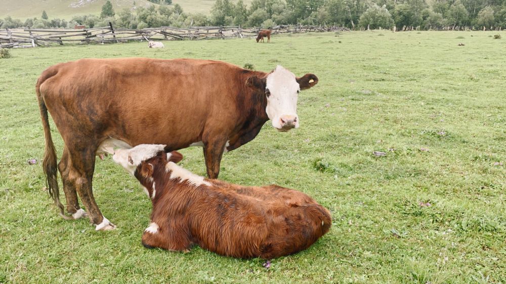 Photograph by Ольга Унутова( Виноградова)