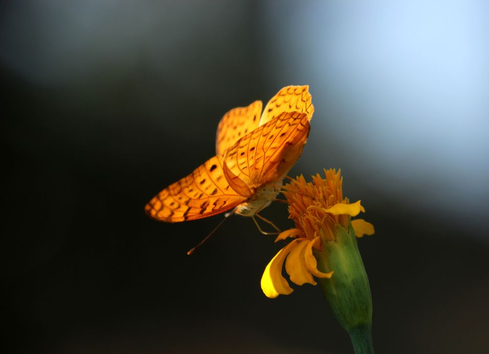 Photograph by supreet sabia