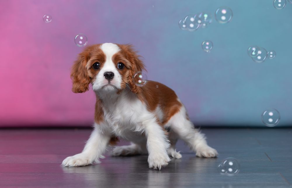 Photograph by Антон Базылевич