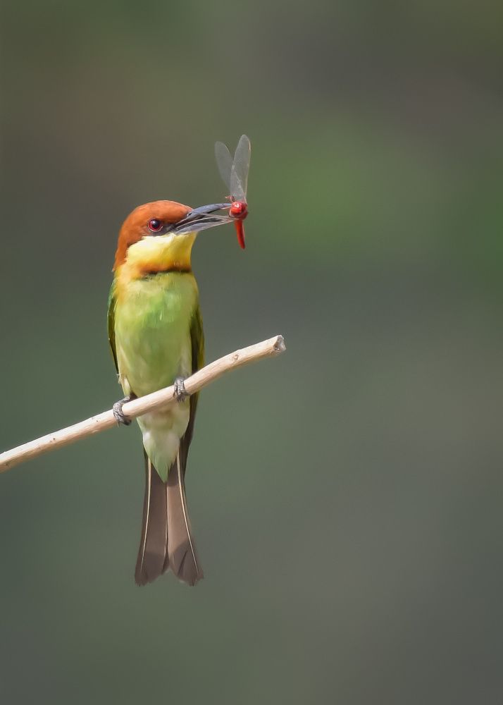 Фотография автора SISIR DUTTA