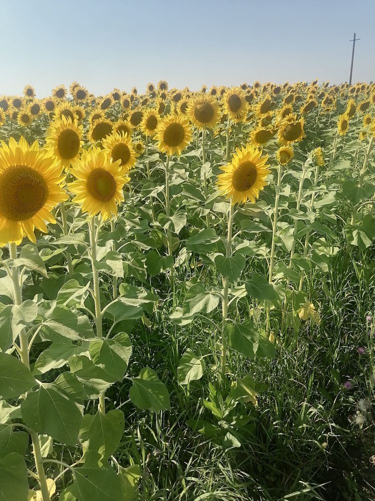 Photograph by Юлия Павленко