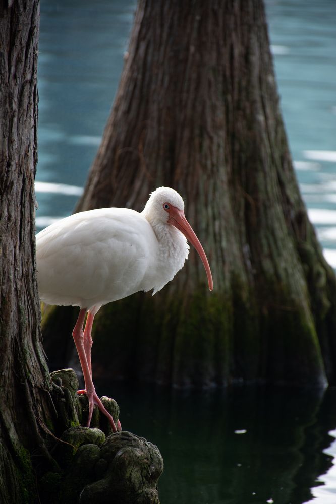 Фотография автора Тетяна Суліма
