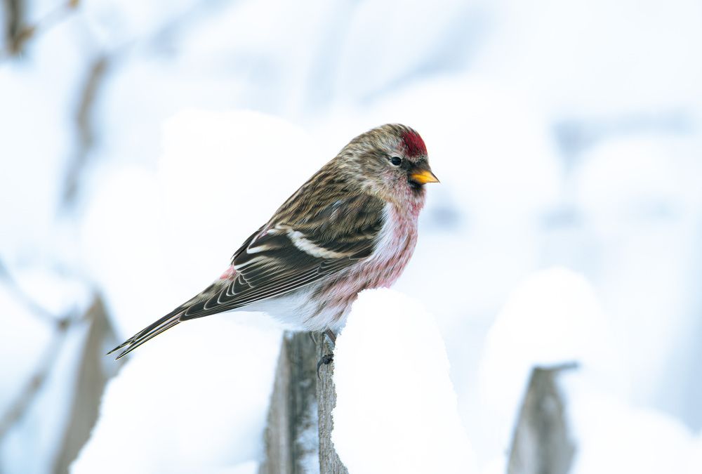 Чёткая чечётка.