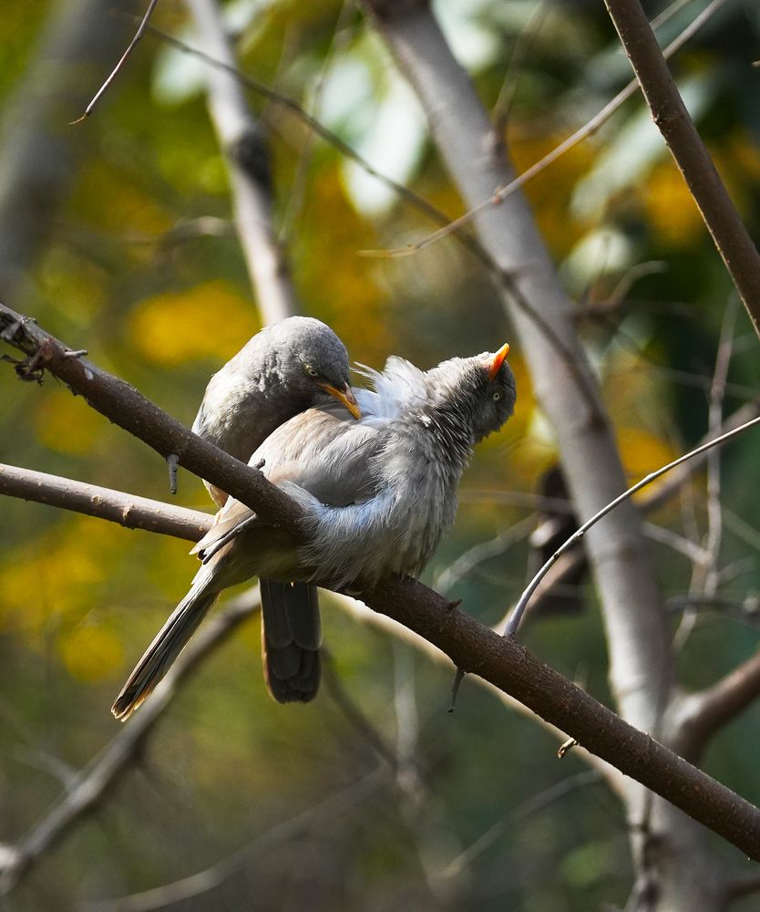 Photograph by ANEESH BHASKARAN