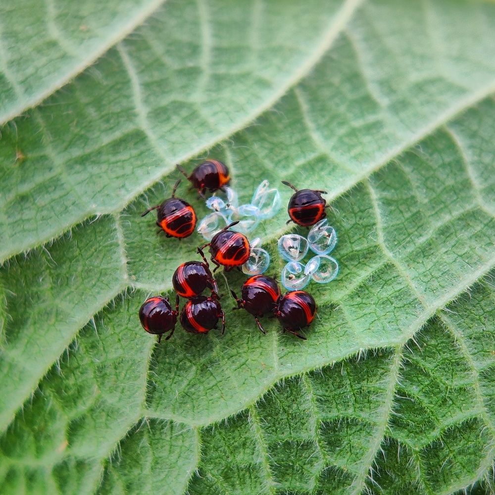 Photograph by SAIKAT PAL