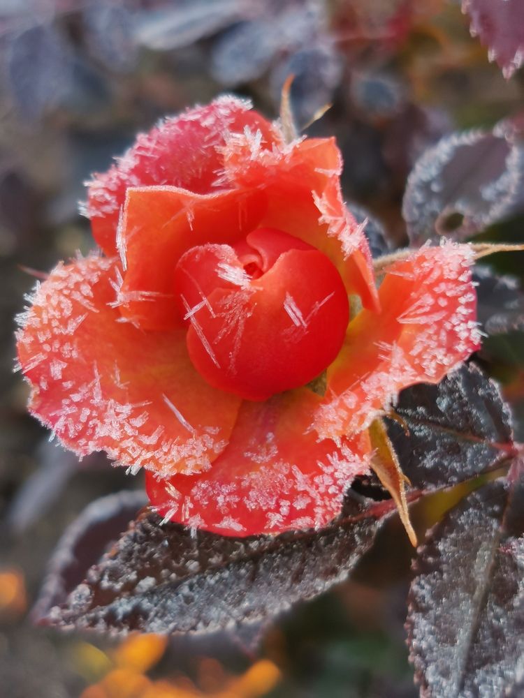 Photograph by Елена