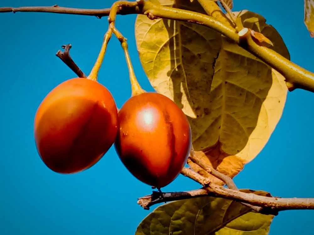 Tamarillo fruits
