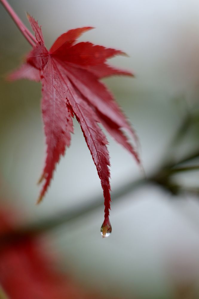 Фотография автора Aleksei Batiukov