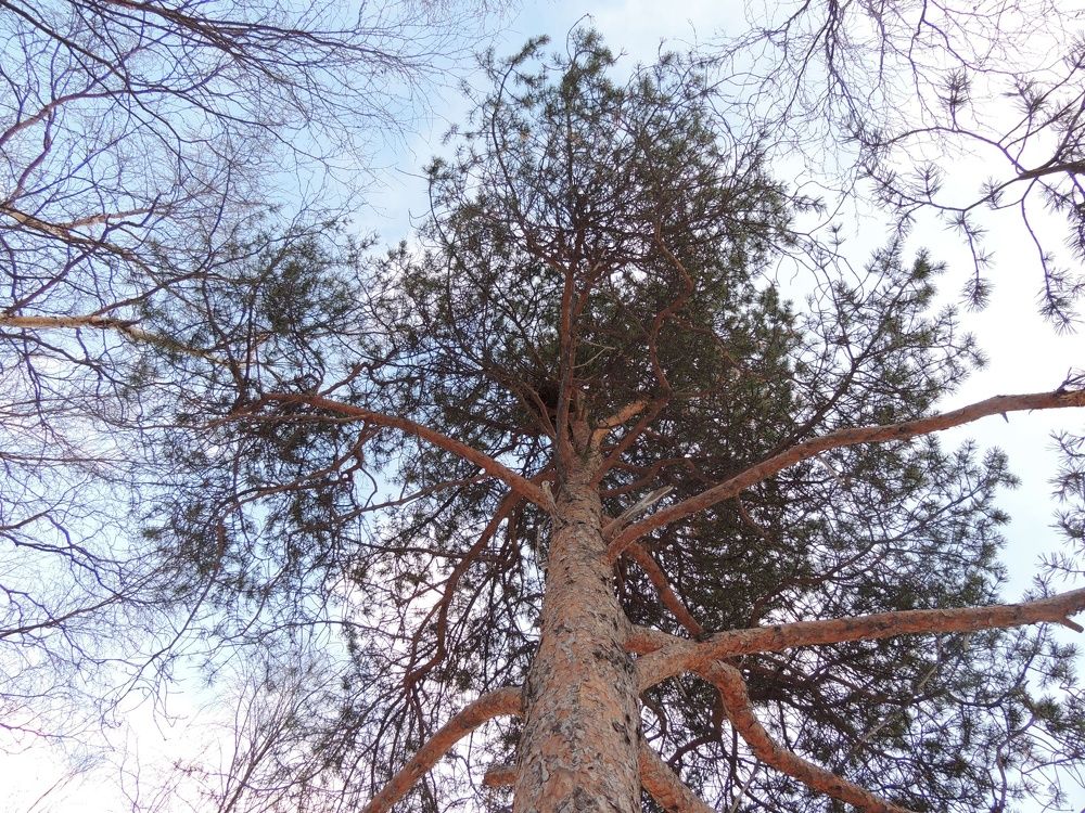 Photograph by Алина Доронина