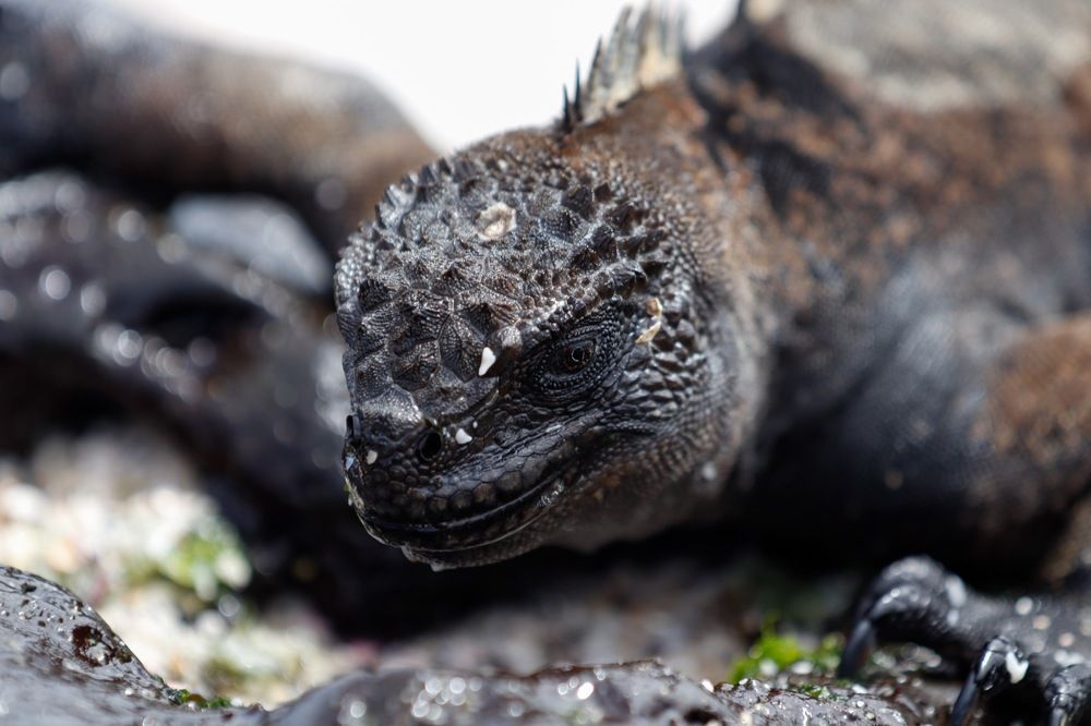 Photograph by RT photo