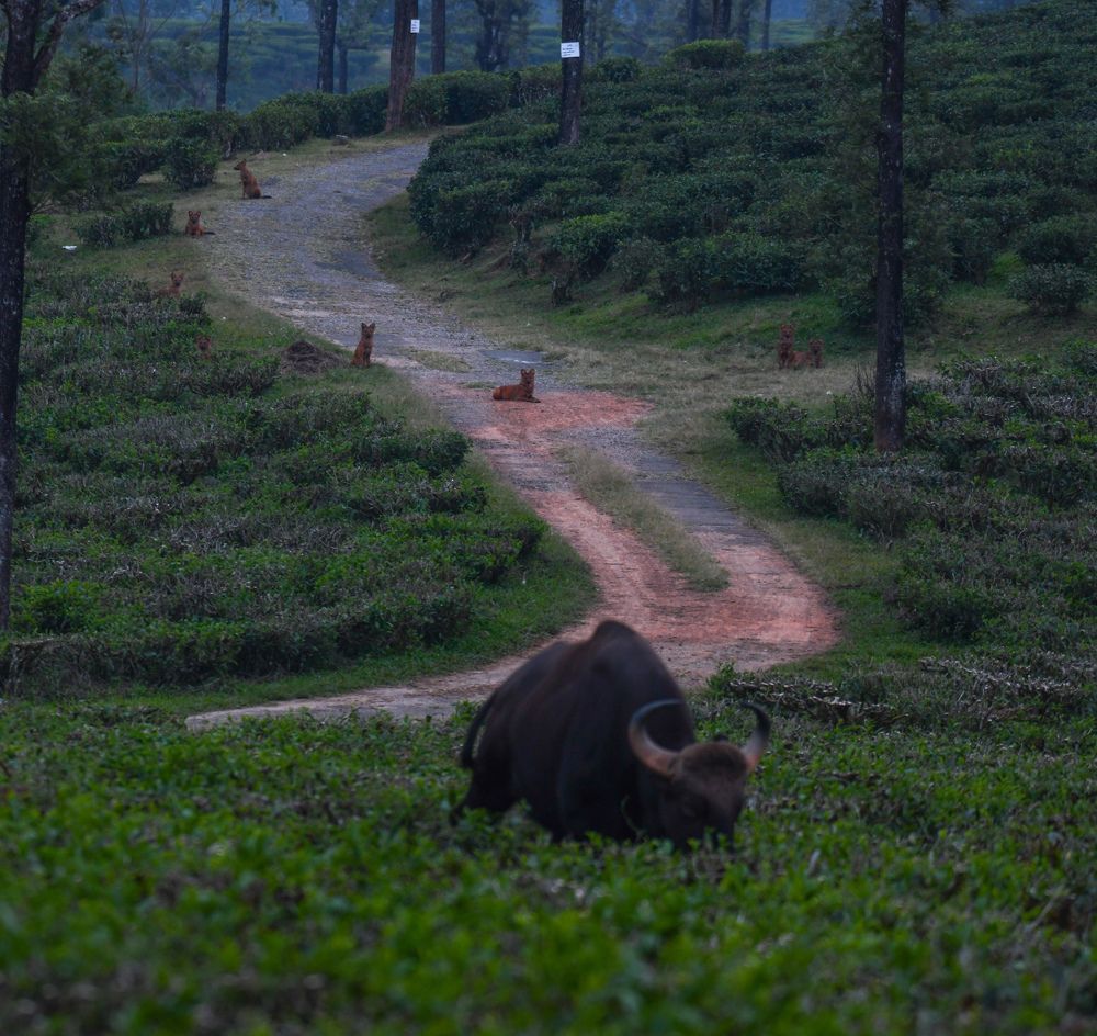 Photograph by Dhayanand