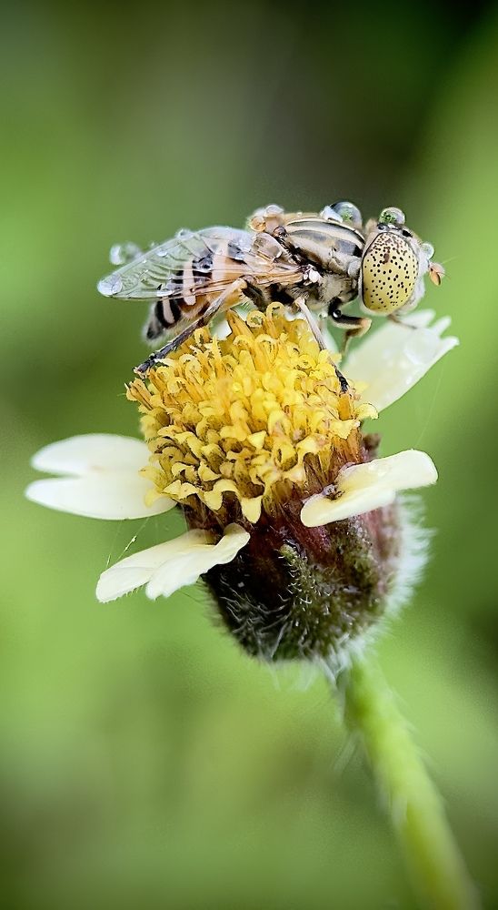 Photograph by Dilip Gite