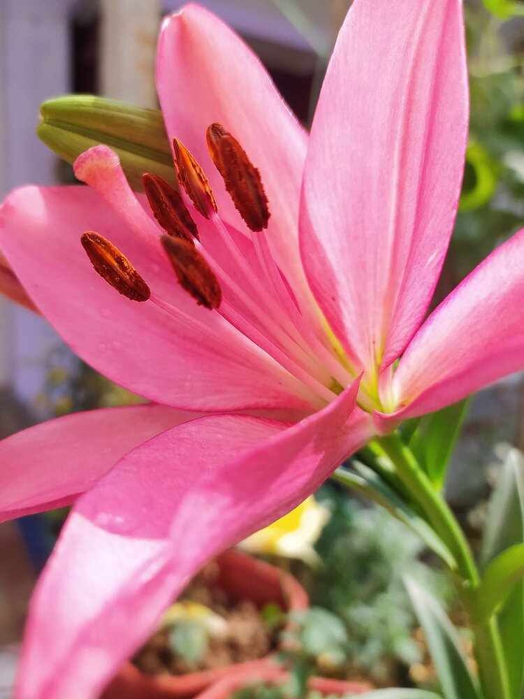 Easter lily