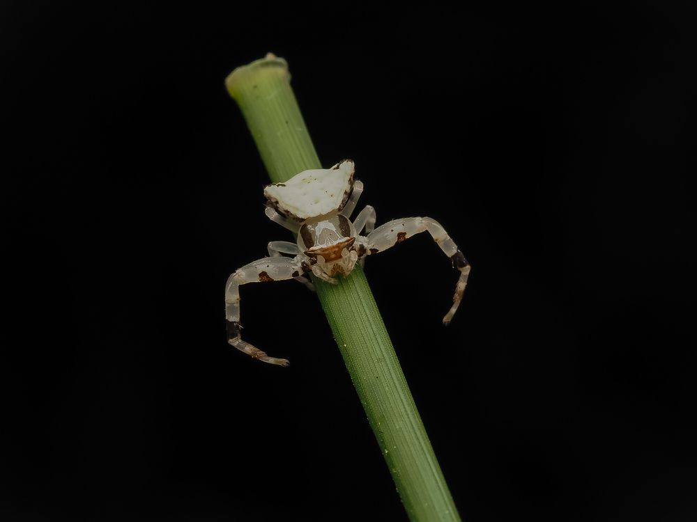 Photograph by Santhana Krishnan