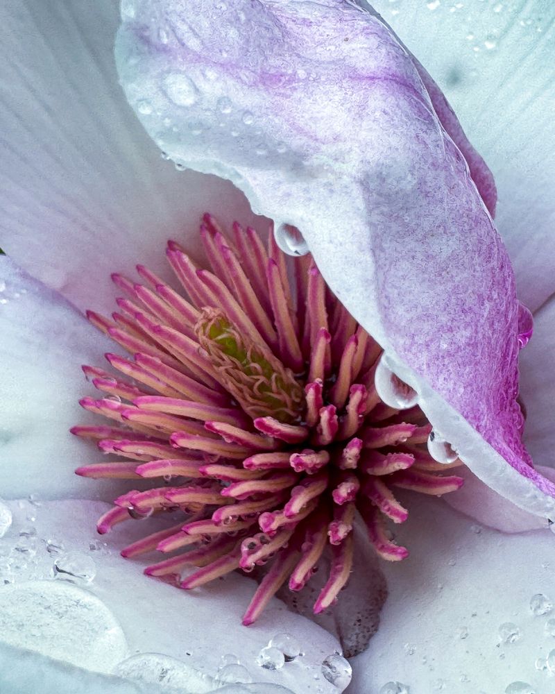 Photograph by Аlina BRAZIUL