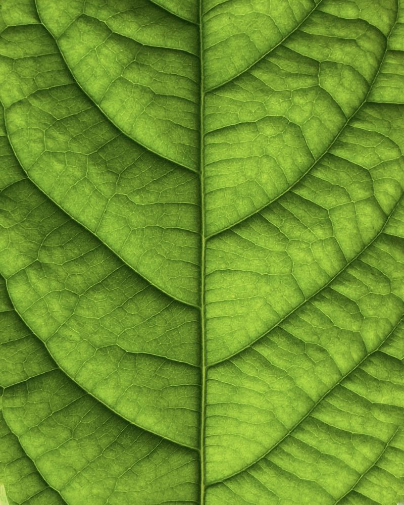 Листок авокадо