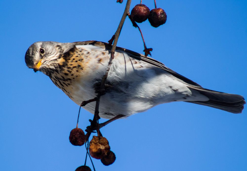 Дрозд-Рябинник