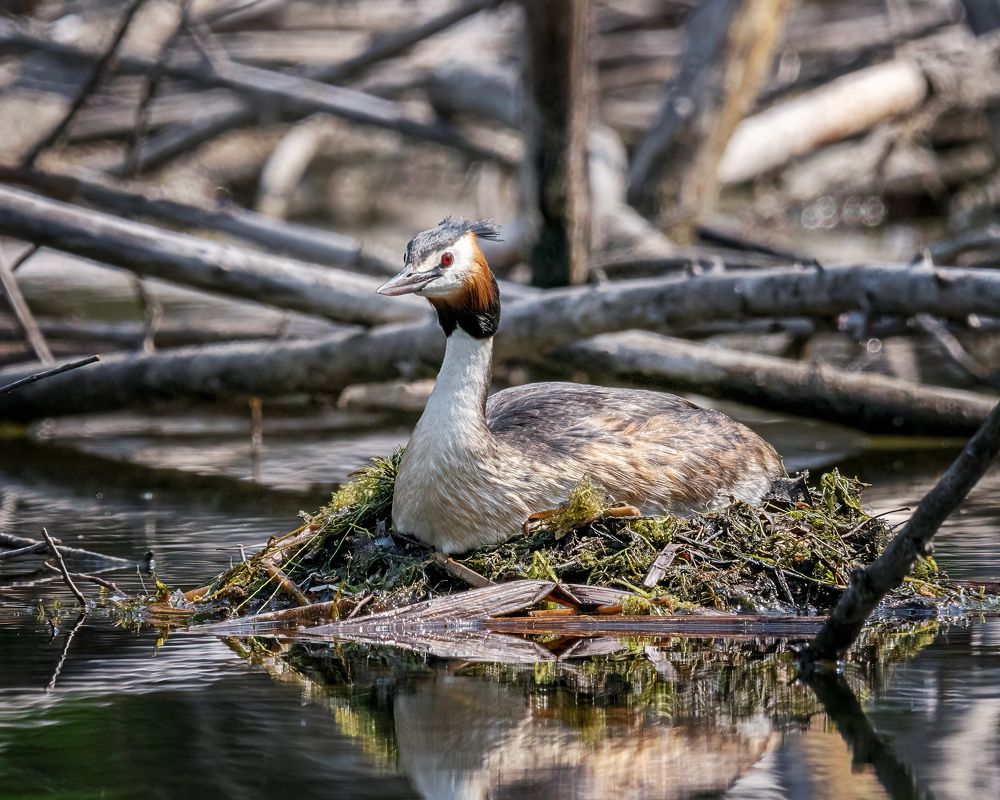Чомга на гнезде