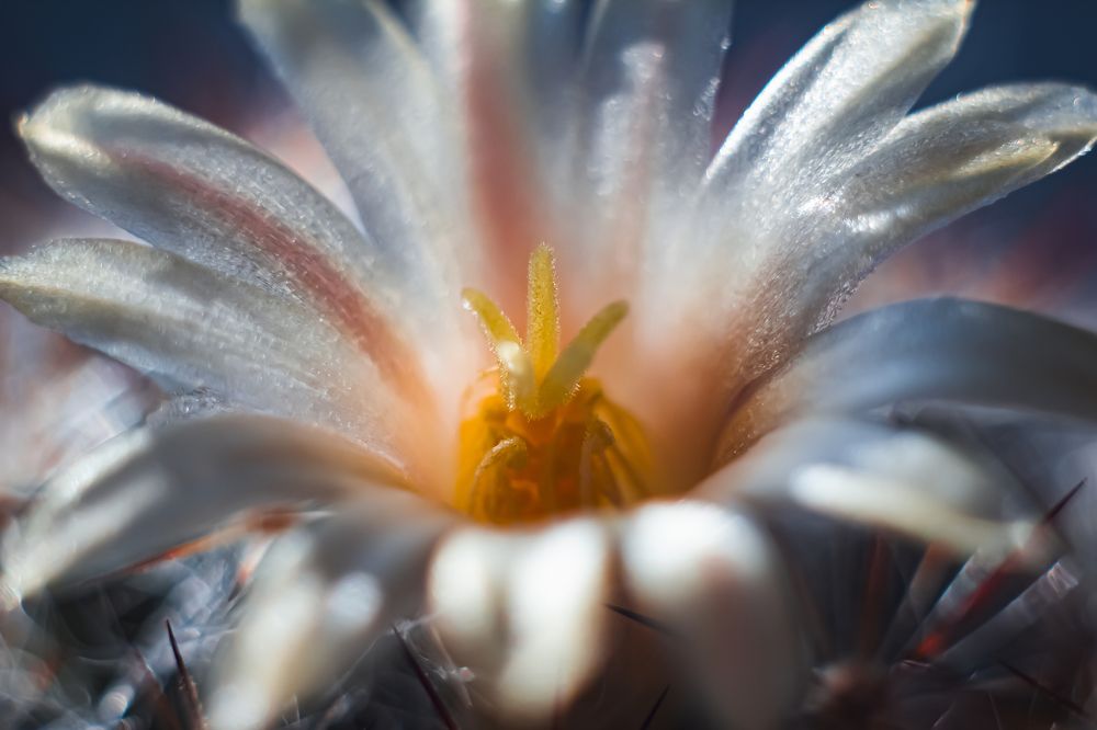 Photograph by Ирина Шибитова