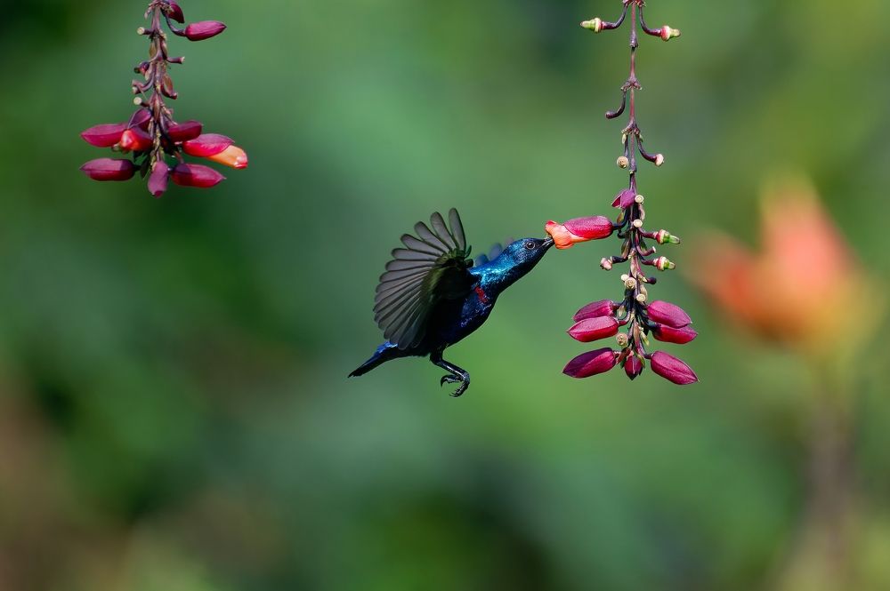 Photograph by Arindam Mallick