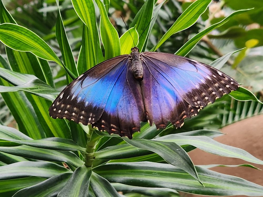 Blue Butterfly