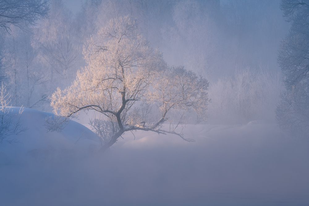 Истринский "бонсай"