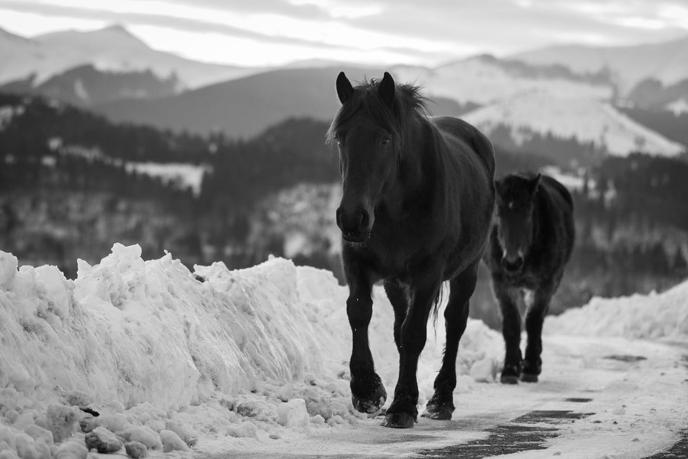 Photograph by Alin Bicas