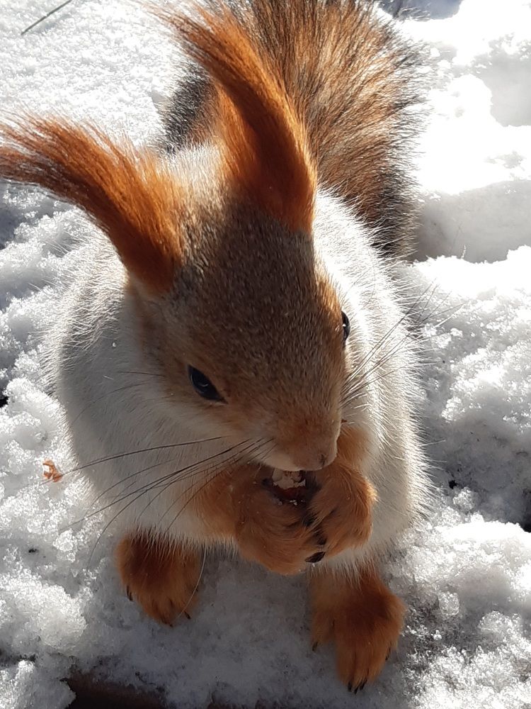 Фотография автора Наталья Шендяпина