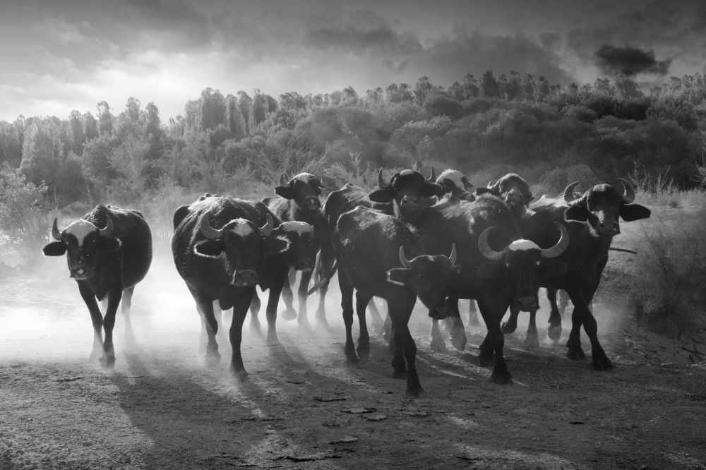 Photograph by Mustafa Khalaf